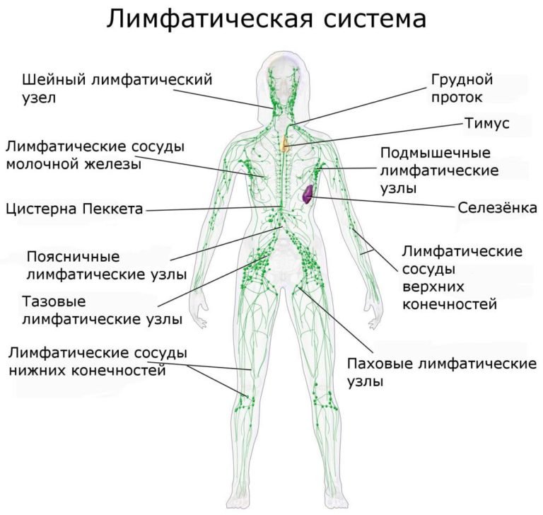 Где расположены лимфоузлы у человека фото все