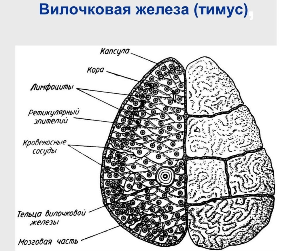 Вилочковая железа