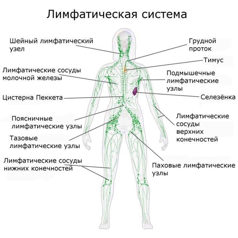 Лимфоузлы на ногах расположение у женщин схема фото