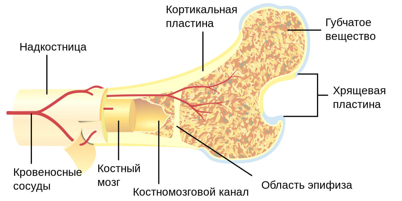 Пирог из костного мозга