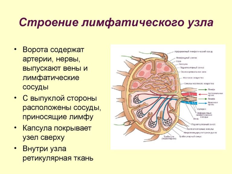 Лимфоузлы карта на теле