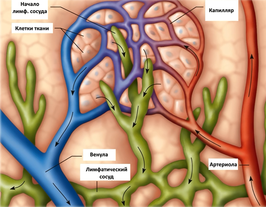 Лимфатические капилляры лимфатические сосуды прерываются лимфатическими схема