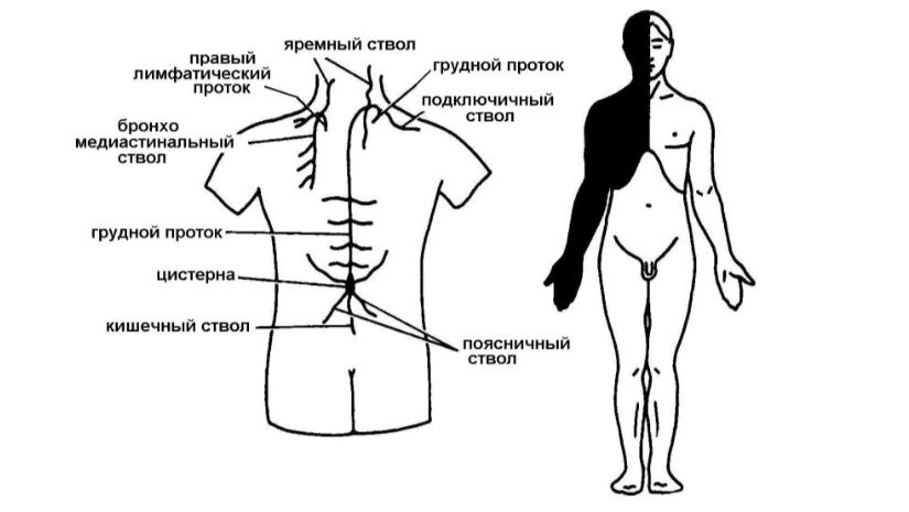 Лимфатические протоки Лимфатические протоки