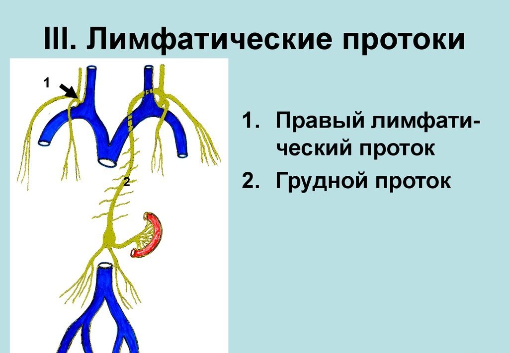 Схема грудного и правого лимфатического протока