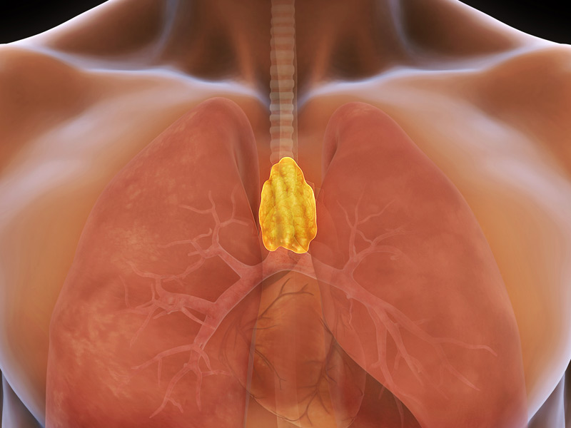 Вилочковая железа картинка