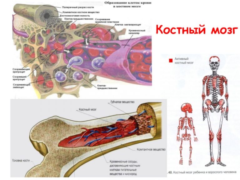 Где находится костный мозг фото