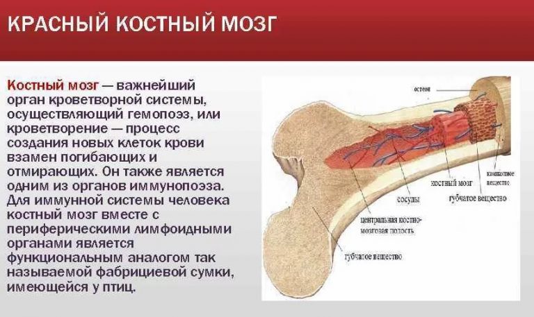 Кто выжил после пересадки костного мозга