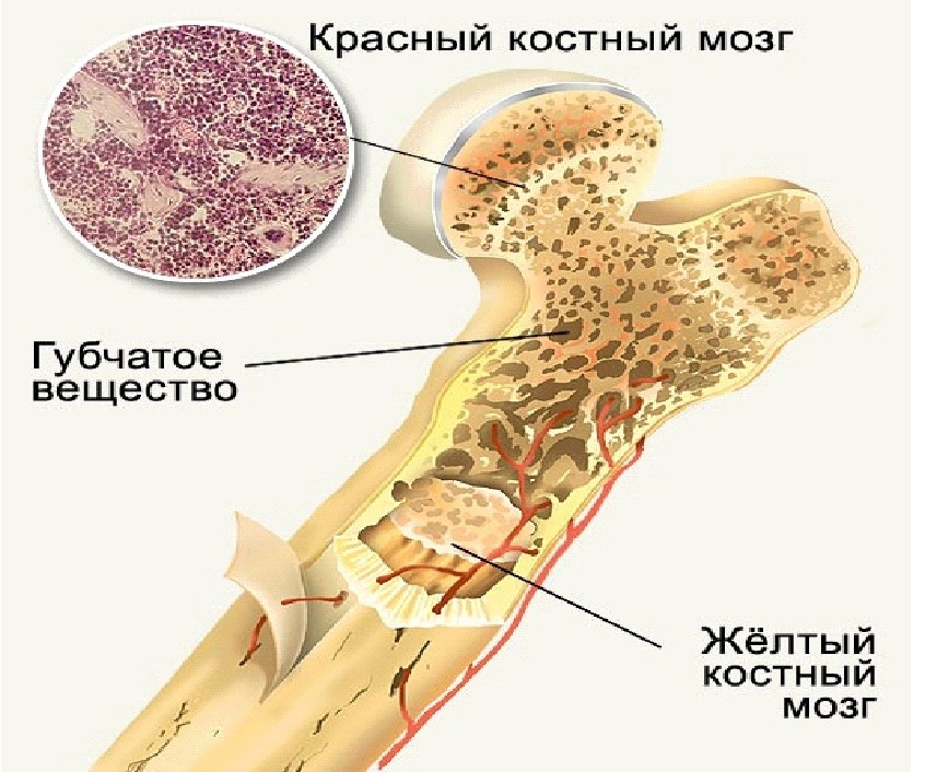 Красный костный мозг картинки