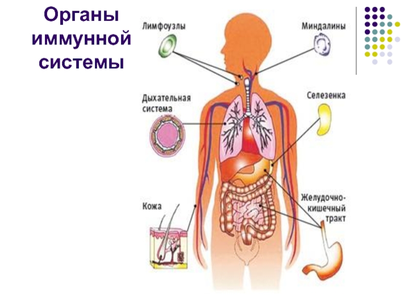 Иммунная система человека рисунок