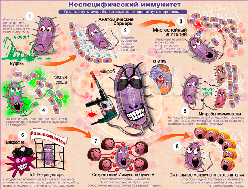 Неспецифический иммунитет: что это такое