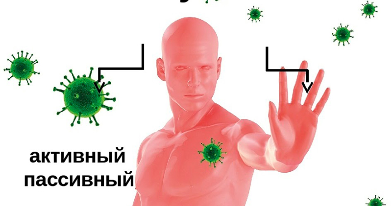 Приобретенный иммунитет картинки