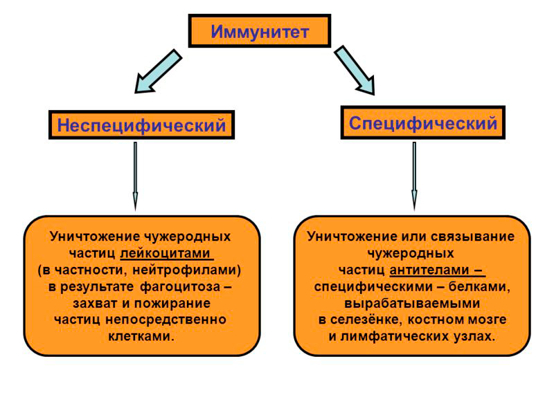 Виды иммунитета специфический и неспецифический схема