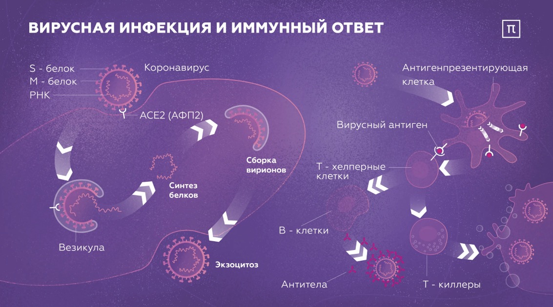 Иммунитет под большой угрозой. Ученые объяснили, как коронавирус истребляет иммунные клетки
